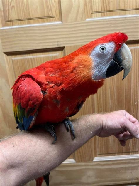 Parrot For Adoption Lgr Macaws A Macaw In Woodbridge Nj Petfinder