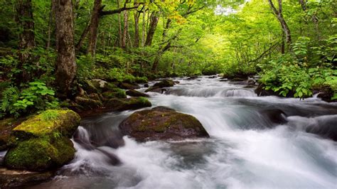 Beautiful Landscape Green Tunnel Of Trees, River Oirase Japan Desktop Wallpaper Full Screen ...