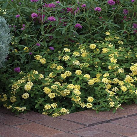 Light Yellow Trailing Lantana