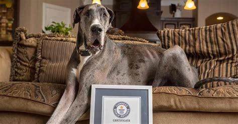 Guinness World Records Ecco Zeus Il Cane Più Alto Del Mondo