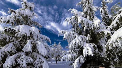 Snowy Trees Wallpaper 61 Images