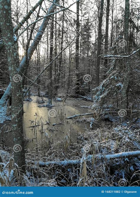 Frozen Swamp In Winter Marsh Covered With Snow Wetlands In A Winter