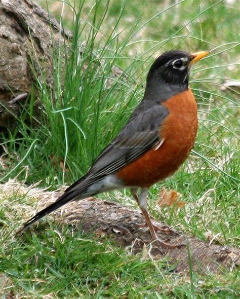 Common North American Birds Identification Bird American Robins Are
