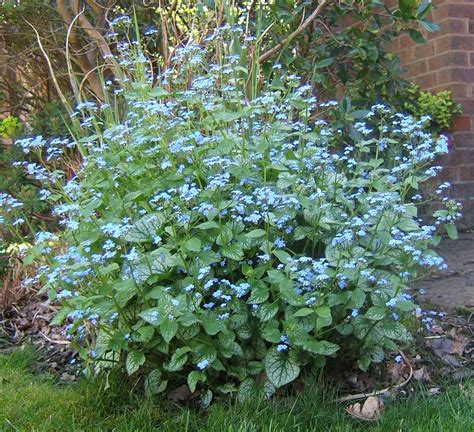 Brunnera Jack Frost Shade Flowers Perennial Shade Garden Blue