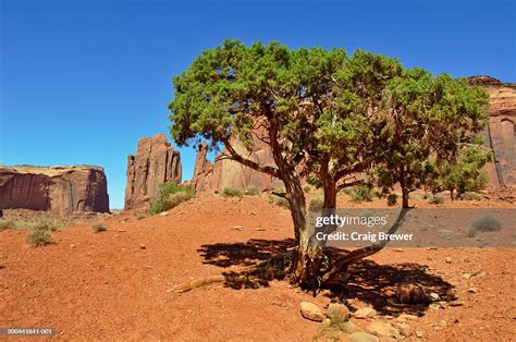 Usa Arizonautah Border Monument Valley Juniper Tree High Res Stock