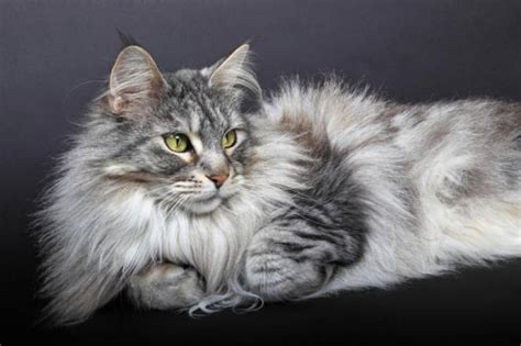 Cat Breed Guide 6 Long Haired Breed Felines You Will Adore