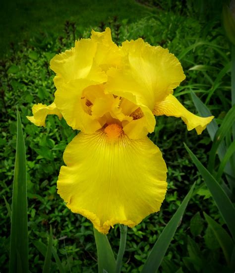 Love Joy And Peas Big Yellow Irises And Multicolored Roses