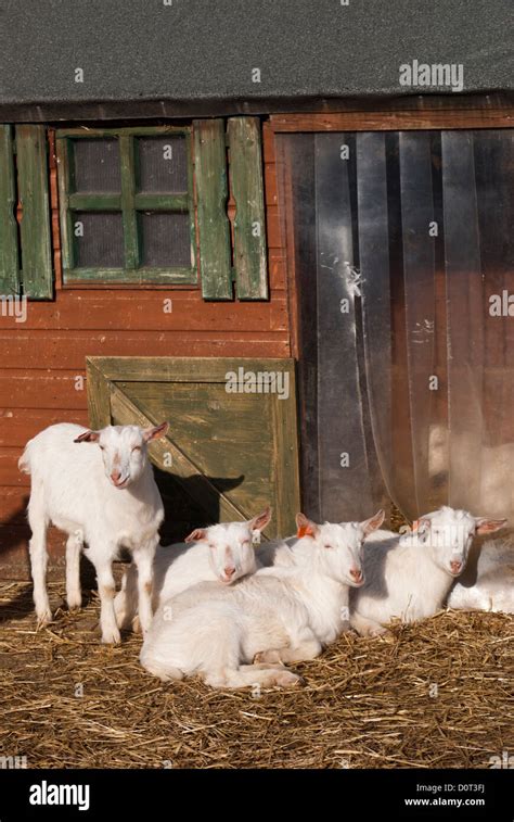 Four British Saanen Goat Sitting Down Relaxing Stock Photo Alamy