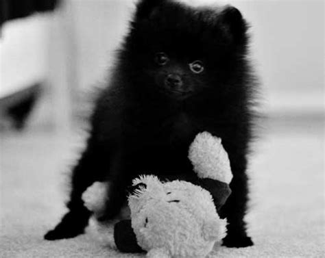 Black Pomeranians Dee Dees Pomeranians