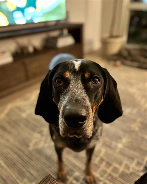 15 Amazing Facts About Coonhounds You Might Not Know Page 4 Of 5