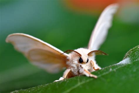 15 Facts About Moths