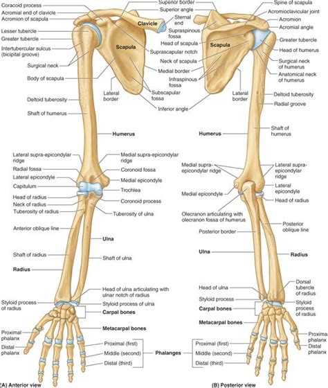 Upper Back Anatomy Bones Anatomy Of The Bones Of The Upper Limb