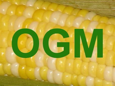 Ogm 2021'de alım olacak mı? Article - Un OGM c'est quoi au juste ? 10 mythes revus et corrigés