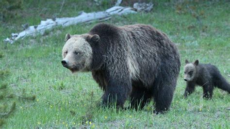 Медведь гризли застрелен после убийства женщины в Монтане Eng News
