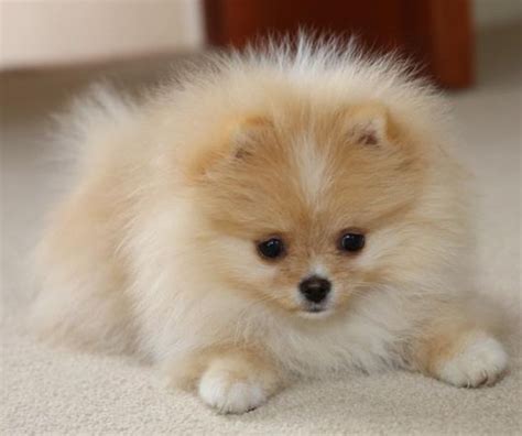 They are friendly, active, and ready for their forever homes. Pomeranians Puppies For Sale and Adoption in San Diego