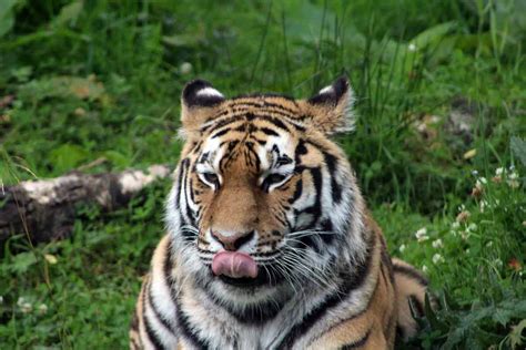 Amur Tiger Highland Wildlife Park