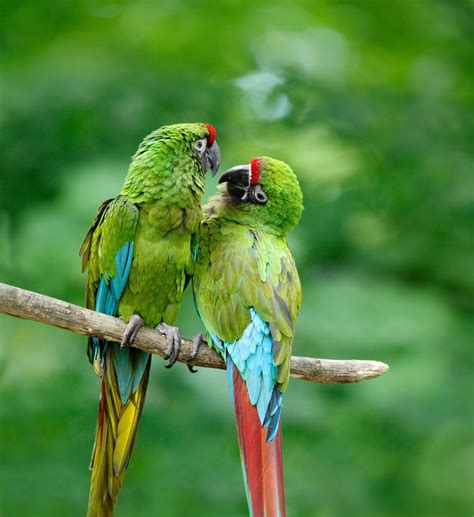 To write a new article on the military wiki, enter the page title in the box below. Military Macaw: Species in World Land Trust reserves