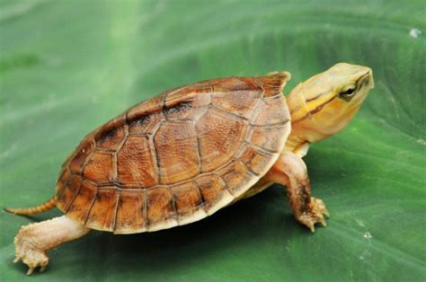 Mccords Box Turtle Alchetron The Free Social Encyclopedia