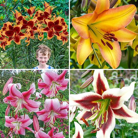 Glory Of Summer Lily Tree Collection Buy Online Brecks