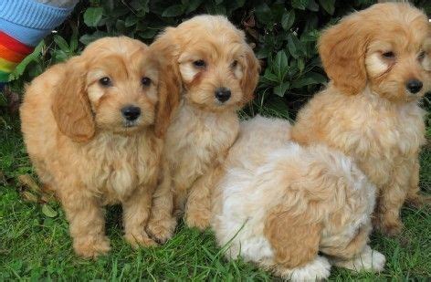 They love to be in the company of people and are very affectionate and intelligent pets. Cockapoo Puppies For Sale | Akeley, MN #161243 | Petzlover