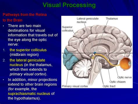 Visual Processing Online Presentation