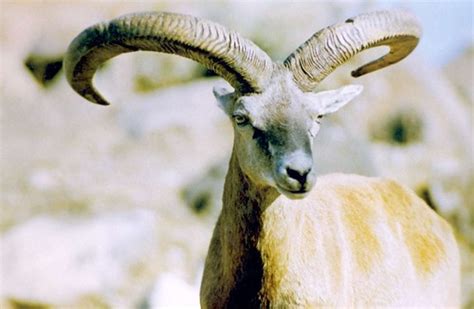 Armenian Mouflon Picture Of Hghazaryan Kristenhartmann Flickr