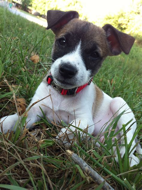 Rat Terrier Puppy Rat Terrier Puppies Animals Beautiful Rat Terriers