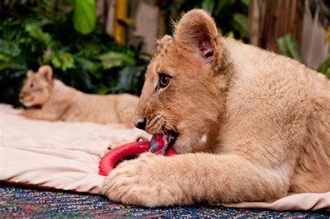 Help Name Busch Gardens Tampas New Lion Cubs Zooborns