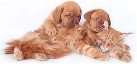 People have asked 2 questions about working at berkeley dog and cat hospital. For Valentine's Day: 25 cute dog and cat pictures - DogTime