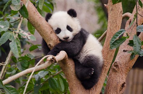 Baby Panda In Tree Taniwha88 Flickr
