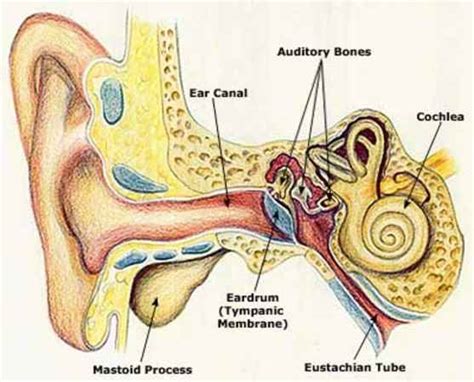 Human Ear Diagram With Label Coordstudenti