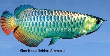 Malaysia golden blue base ( high quality/ powerblue. Blue Base Golden Arowana Fish products,Malaysia Blue Base ...
