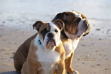 BaggyBulldogs | English bulldog, Bulldog, British bulldog