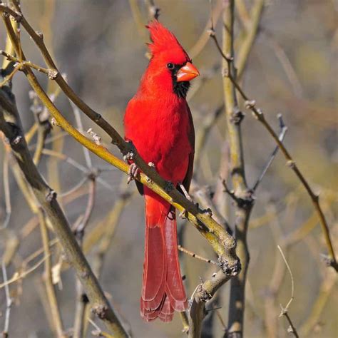 Northern Cardinal Male Focusing On Wildlife