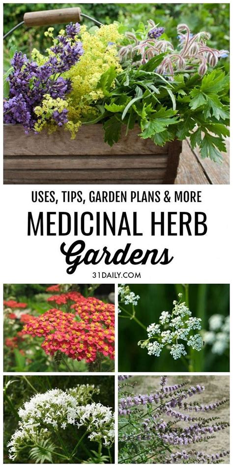 Planning A Simple Medicinal Herb Garden Is Easier Than You Might Think