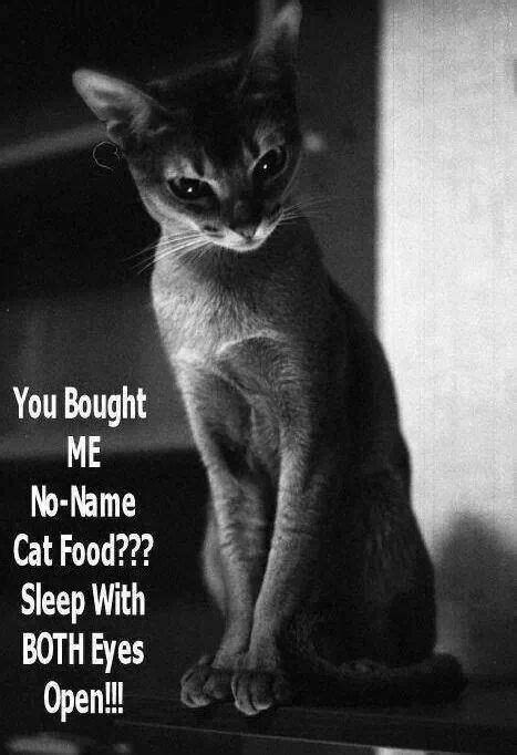 If you're looking for unique cat name, here's an idea: You bought me no-name cat food? | Cute funny animals ...