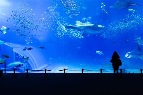 Okinawa Churaumi Aquarium Japan Franks Travelbox