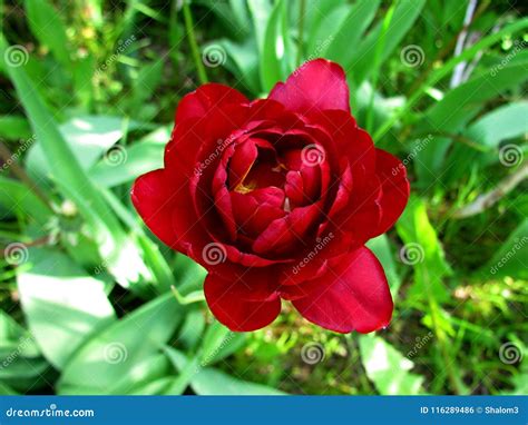 Full Flowered Tulip Rich Blossom In Red And Yellow Top View Stock