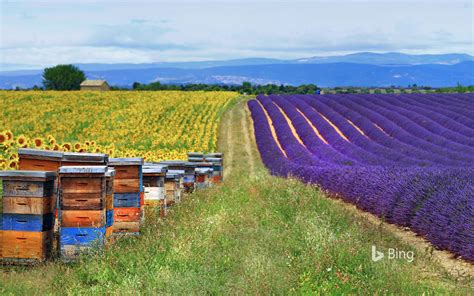 Fields Of Lavender And Sunflowers With Beehives In