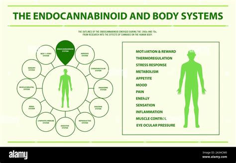 Endocannabinoid And Body Systems Horizontal Infographic Illustration