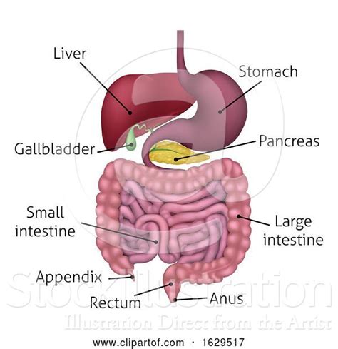 Vector Illustration Of Gastrointestinal Digestive System And Labels By