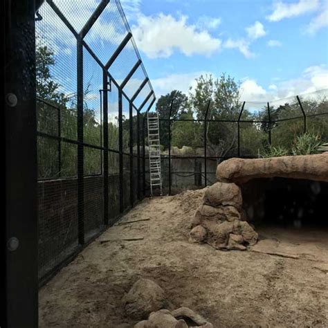 Perth Zoo Lion Enclosure Simmonds Steel