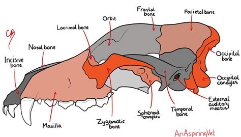 getmeintovetschool | Dog anatomy, Vet school, Canine skull