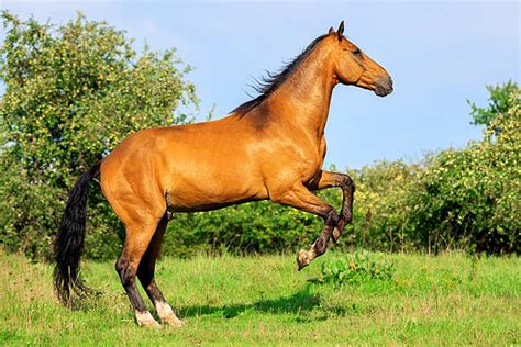 200 Bay Horse Rearing Up Stock Photos Pictures And Royalty Free Images