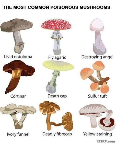 Poisonous Mushroom Identification Chart