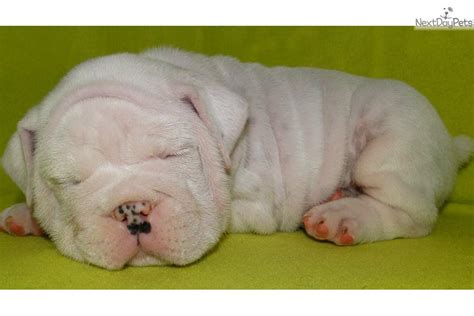 American bully puppy for sale in atl, ga, usa. Puppies for Sale from Bully Babies - Member since November ...