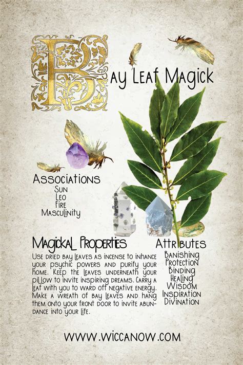 The Magickal Properties Of Bay Leaves 101 Witchcraft Herbs Magical