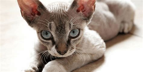 Devon Rex Cat Know Everything About This Cat Holidogtimes