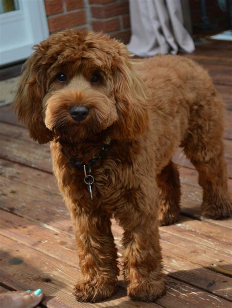 This is a cross between the labrador retriever and toy poodle. Australian Labradoodle Breeder at Halton Hills Our Dogs ...