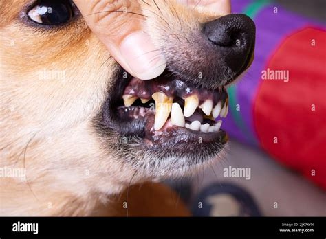 Tartar On The Teeth Of A Dog Close Up Stock Photo Alamy
